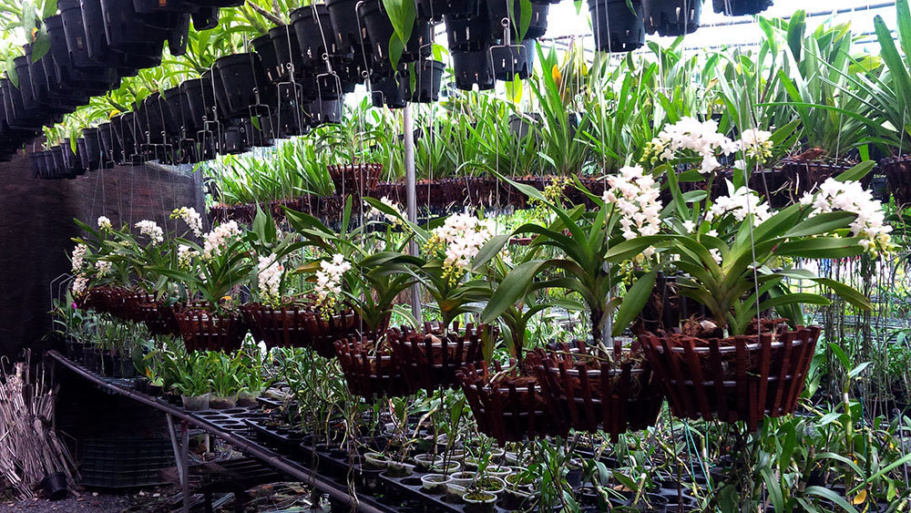 Chuyển giao kỹ thuật v&agrave; cung cấp giống hoa Lan